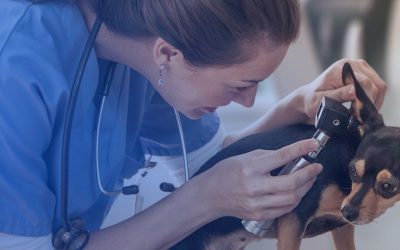 Considering A Career As A Veterinary Assistant?